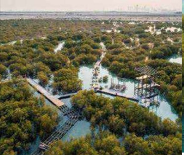 ممرات خشبية في حديقة المانجروف