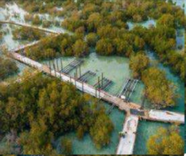 تصميم منصات المشاهدة في حديقة المانجروف